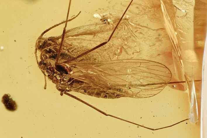Detailed Fossil Moth and Crane Fly in Baltic Amber #315560